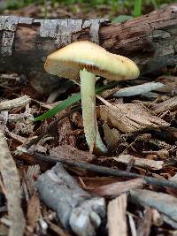 Bolbitius titubans image