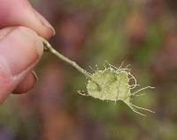 Usnea intermedia image