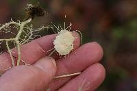 Usnea intermedia image