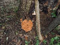 Armillaria tabescens image