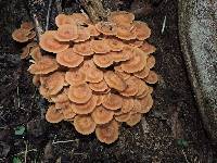 Armillaria tabescens image