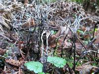 Xylaria hypoxylon image