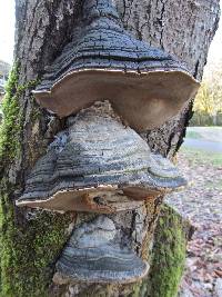 Phellinus igniarius image