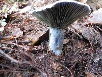 Lactarius indigo image