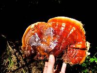 Ganoderma oregonense image