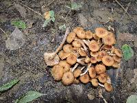 Armillaria tabescens image