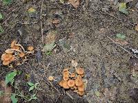 Armillaria tabescens image