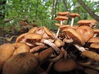 Armillaria tabescens image