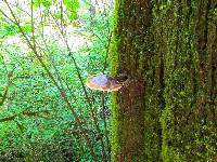 Ganoderma oregonense image