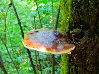 Ganoderma oregonense image