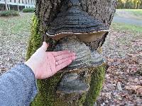 Phellinus igniarius image