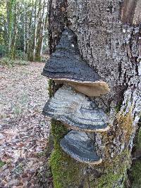 Phellinus igniarius image