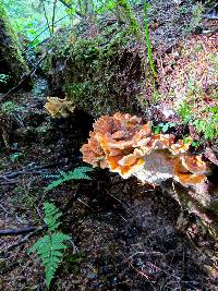 Laetiporus conifericola image