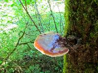 Ganoderma oregonense image