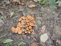 Armillaria tabescens image