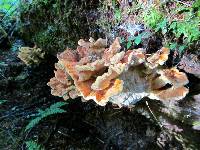 Laetiporus conifericola image