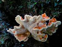 Laetiporus conifericola image