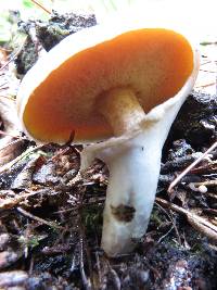 Suillus luteus image