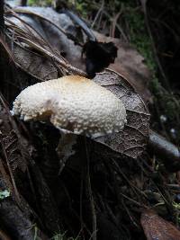 Lepiota magnispora image