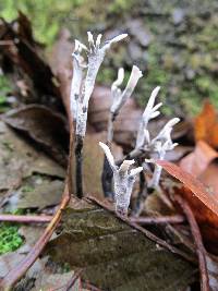 Xylaria hypoxylon image