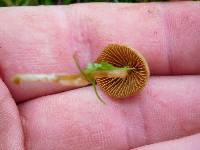 Conocybe tenera image