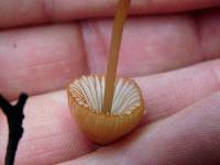 Mycena californiensis image