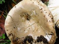 Amanita calyptratoides image