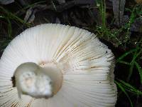 Amanita calyptratoides image