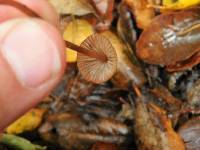 Mycena californiensis image