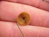 Conocybe tenera image