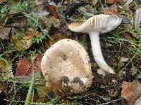 Amanita calyptratoides image