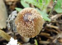 Coprinellus domesticus image