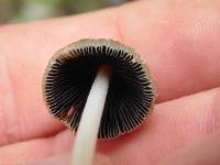 Coprinellus domesticus image