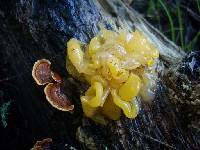 Tremella aurantia image