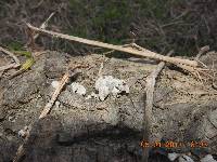 Schizophyllum commune image