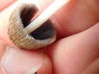 Coprinellus domesticus image