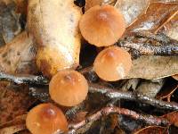 Mycena californiensis image