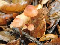 Mycena californiensis image