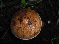 Agaricus brunneofibrillosus image