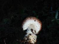 Agaricus brunneofibrillosus image