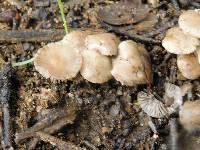 Image of Marasmius albogriseus