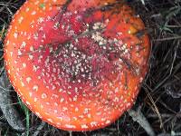 Amanita muscaria image