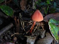 Marasmius plicatulus image