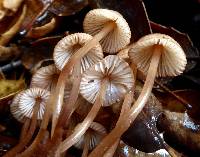 Mycena californiensis image