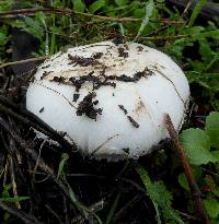 Agaricus campestris image