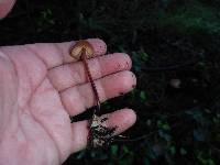 Marasmius plicatulus image