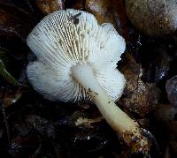 Rhodocollybia butyracea image