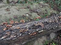 Trametes versicolor image