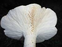 Leucopaxillus albissimus image