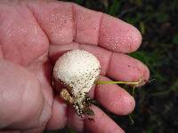 Lycoperdon perlatum image